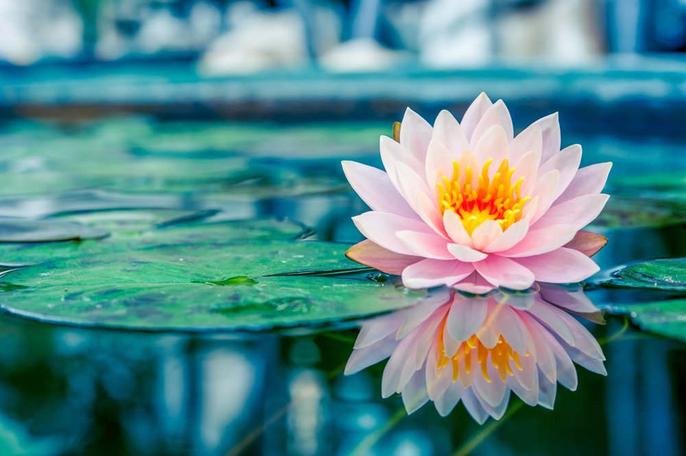 lotus-flower